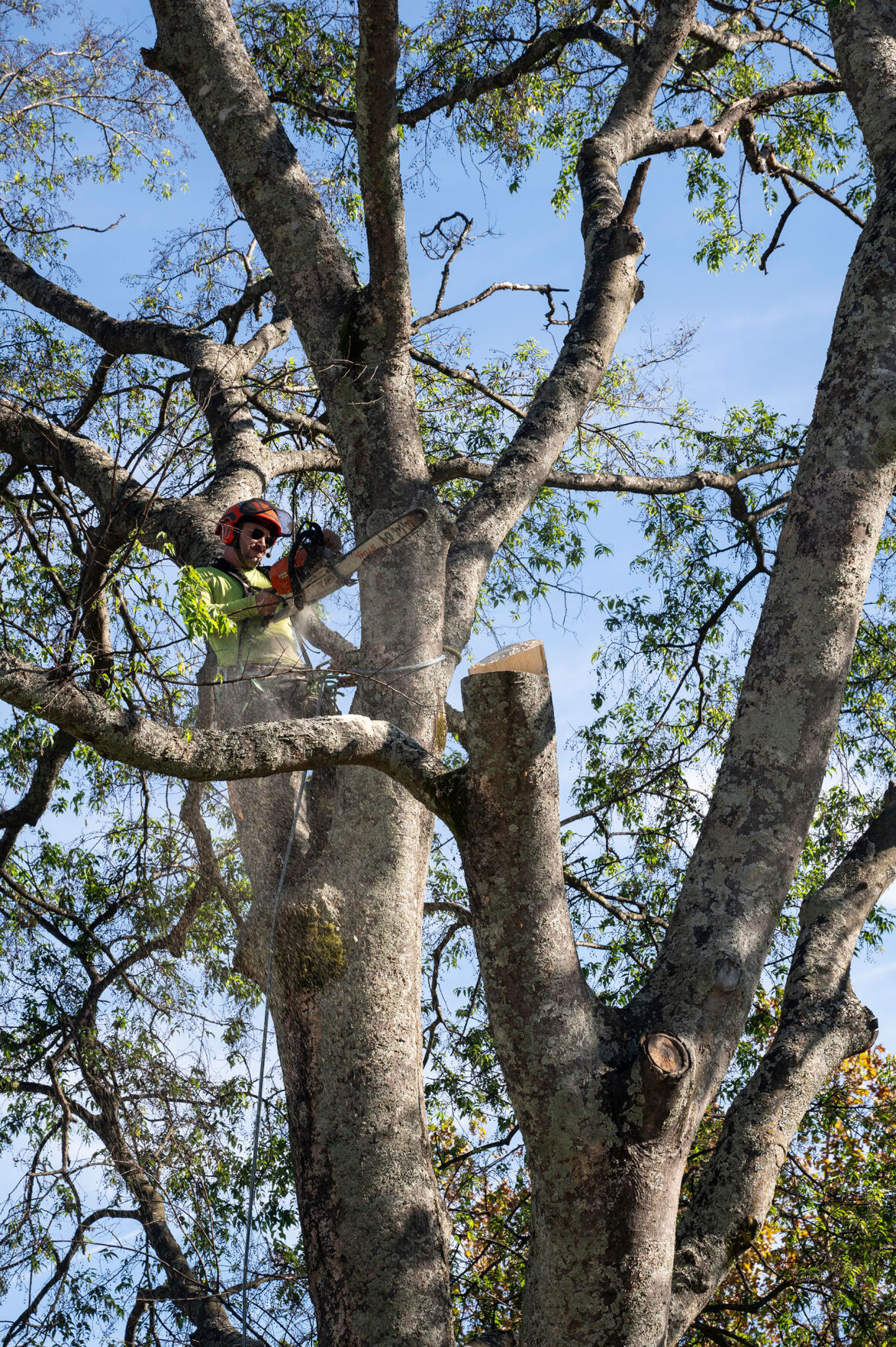 TreeSavvy-0986.jpg